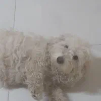 واگذاری ۲عدد سگ خانگی|سگ|تبریز, |دیوار