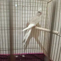 عروس هلندی|پرنده|شیراز, شهرک سراج|دیوار