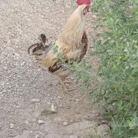۱عددخروس و۱۰عددجوجه ۲۰روزه