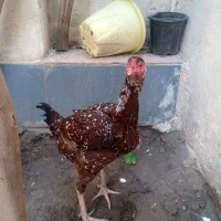 مرغ|حیوانات مزرعه|میناب, |دیوار