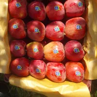 سیب سوپر سفید و قرمز سردخانه|خوردنی و آشامیدنی|زنجان, |دیوار