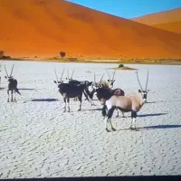 فروش یکدستگاه LEDنو ویک تخته فرش ۱۰۰۰شانه خراجی|فرش|زاهدان, |دیوار