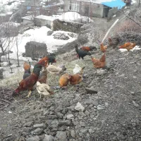 گلپایگان مرغ|حیوانات مزرعه|سردشت, |دیوار