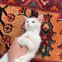 ف.روش گربه ترکیش آنگورا