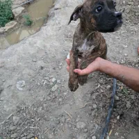 یک جفت سگ نژاد باکستر * مولد*|سگ|مشهد, چهارچشمه|دیوار