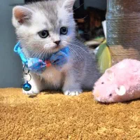 بریتیش نقره ای سیلور