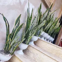 گل سانسوریا|گل و گیاه طبیعی|خمام, |دیوار