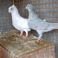 جفت موش درحه یک بشرط|پرنده|دزفول, |دیوار