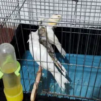 تعدادی قناری معاوضه با گرینچیک ملنگو|پرنده|قرچک, باقرآباد|دیوار