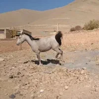 خرید و فروش اسب وقاطر