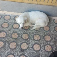 سگ پشمالو شیتزو