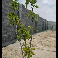 درخواستی زمین در اسپیران پردول هرزنق