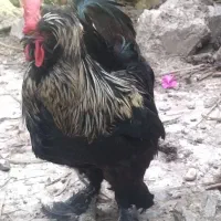 ۴ عدد مرغ خروس لهستانی زینتی|حیوانات مزرعه|چمستان, |دیوار