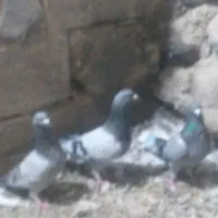 پلاکی|پرنده|تبریز, |دیوار