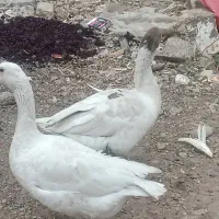 یک جفت غاز نر وماده