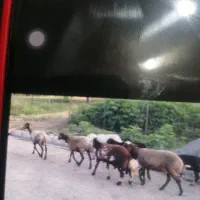 نر پلنگی بروجردی