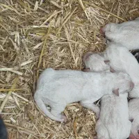 واگذاری توله پاکوتا سفید خوشگل