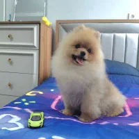 پامر خرسی ۷ ماهه نر