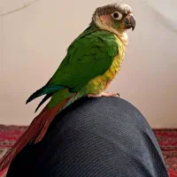 طوطی گرینچیک