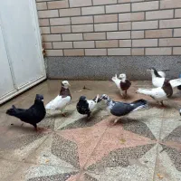 کبوتر|پرنده|شیراز, ماه فیروزان|دیوار