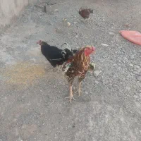 مرغ و خروس لاری