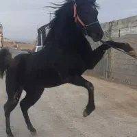 کره مادیان درهشوری