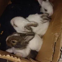 فروش بچه خرگوش لوپ جرسی