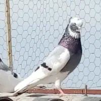 کبوتر پرشی|پرنده|آمل, |دیوار