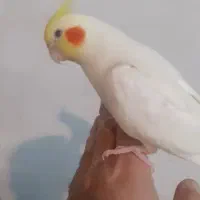 فروش عروس هلندی نر و ماده بالغ|پرنده|چالوس, |دیوار