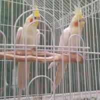 عروس هلندی جفت لوتینو کشیده و بزرگ