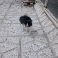 گربه رایگان