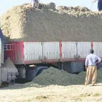 باگاس (تفاله نیشکر)|حیوانات مزرعه|قم, پردیسان|دیوار