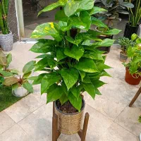 پتوس چوب دار زعفرونی