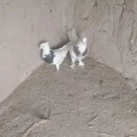 کبوتر طوقی پرشی