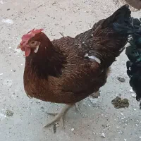 مرغ خروس اصیل محلی|حیوانات مزرعه|ورامین, خیر آباد|دیوار