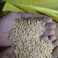 بهترین  و مرغوب ترین گندم دیم