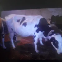 گاو|حیوانات مزرعه|انگوت, |دیوار