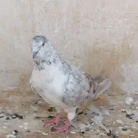 چهار جفت نر و ماده دونسته و حسابی|پرنده|قم, آزادگان|دیوار