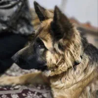 سگ ژرمن شپرد (مَگی)