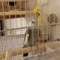 عروس هلند مولد|پرنده|محمدشهر, شهرک چمران|دیوار