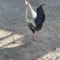 خروس|حیوانات مزرعه|بیرانوند, |دیوار