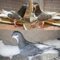 کفتر کبوتر جوجه ابلغ سار زاغ ساده چپ سفید کاکلی|پرنده|مشهد, شیرودی|دیوار