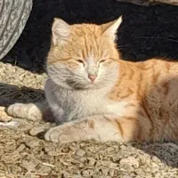 گربه فهمیده و پسند گربه طلایی|گربه|انزل, |دیوار