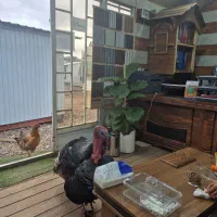 کانکس اداری ۱۸ متری|مصالح و تجهیزات ساختمان|لولمان, |دیوار