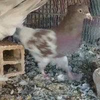 ۲عددکله|پرنده|بم, |دیوار