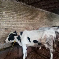 گاوشیری|حیوانات مزرعه|مهربان, |دیوار