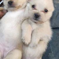 واگذاری پامر شیتزو|سگ|رفسنجان, |دیوار