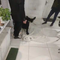 تخفیف۵۰٪ حجامت، فصد پیشانی، زالو، غلظت واریس دیسک|خدمات آرایشگری و زیبایی|اصفهان, برازنده|دیوار