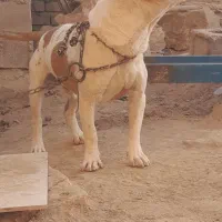 سگ گ|سگ|تربت جام, میان جام|دیوار