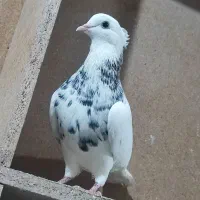 تیپ رنگی و دورگ